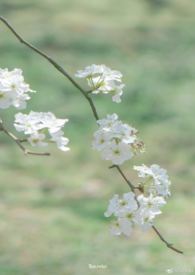 雨打梨花深闭门书法